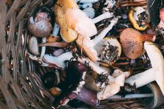 Urban Mushroom Foraging Adventure