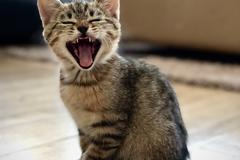 Neighborhood Cat Photography Safari